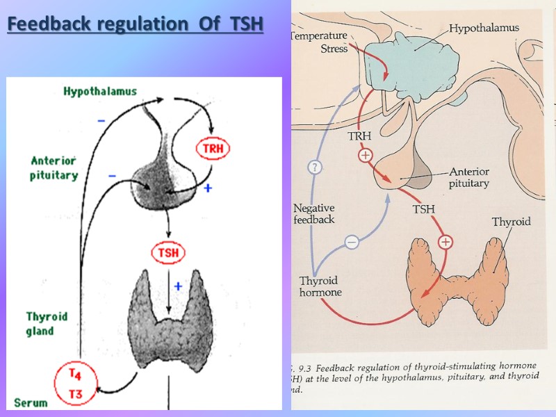 Feedback regulation  Of  TSH